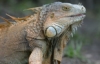 teres: A picture of an iguana (Iguana)