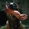 the_ghoul: (spec: dogmeat has a treat)
