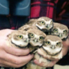 sushiflop: (owl; HEAPS.  HEAPS OF OWLS.)