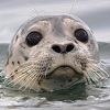 deeps_and_dunkies: (seal | puppy eyes)