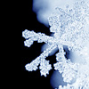 musesfool: image of a snowflake (nothing but winter in my cup)