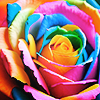 vysila: rose digitally enhanced with colors (colorful rose)