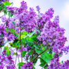dolorosa_12: (lilac)