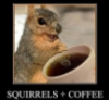 erg: (Squirrelly coffee zoom)