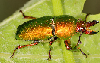 teres: A picture of a golden stag beetle (Vermaanti)