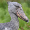 emet_sulk: (Shoebill 03 Side)