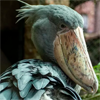 emet_sulk: (Shoebill 04 Over shoulder)
