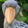 emet_sulk: (Shoebill 05 Frontal)