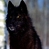 ragedagainst: (Wolf - Watch)