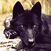 ragedagainst: (Wolf - Flop)