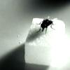 griffin_cordray: fly on sugar cube. still from la fille sur le pont (misc - fly on sugar)