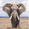 badfalcon: (Elephant)
