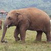 doesdoctorstuff: Navaan the Elephant from Elephant Nature Park (zzzAU - Elephant)