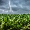 jesse_the_k: Stormy sky above cornfield split by three forked lightning bolt (clouds lightning in corn)
