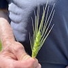 jesse_the_k: His fingers pinch an ear of fresh barley protected by many stiff bristles (MyGuy holds barley)