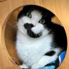 vysila: Image of a black & white cat (Kayden)