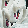 swankiss: (pic#17347295)