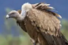 pangolin20: A picture of a griffon vulture. (SGPE)