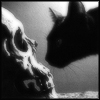 konsectatrix: A black cat "nose to nose" with a human skull. (examining the evidence)