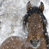 ce_jour_la: (Horse || Andalusian || Snow)