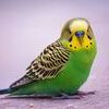 abrightboy: (birb)