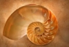paramnesiarules: (hollow shell)