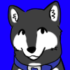 gze: Portrait of a black and white wolfdog wearing a blue collar. (G)