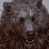 silentfury: (bear neutral)