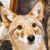 bootjack: A cute, doe-eyed coyote. (no thoughts head empty)