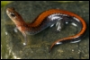 seaglassgarden: a black salamander with a red stripe (mon mander)