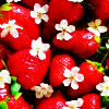 sorchasilver: (Gen strawberries flowers)