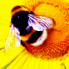 sorchasilver: (Gen bee on flower)