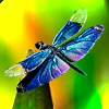 hughville: (Dragonfly)