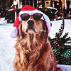 peaked: DOGS + STOCK. (pic#17440777)