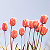 peasina: (❝ tulips ❞)