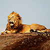 javert: photo of a lion lying on the ground (misc lion chilling)