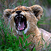 javert: photo of a lion cub roaring (misc lion roar)