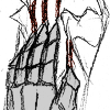 chimericalclaw: (o: crawl)