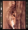 ithildin: (Nature - Wolf)