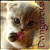 ithildin: (What's Left - Danger Kitten)