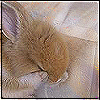 ithildin: (Nature - Bunny)