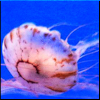ithildin: (Nature - Jellyfish)