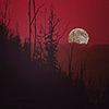 mizerable: a red sky with a partial moon visible behind dark trees (blood moon)
