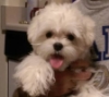 tameiki: Cody Smile (Default)