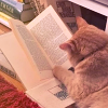 lumiosecity: (stock • reading kitty)