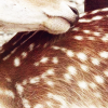 headstone: (fawn)