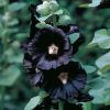 witchoftheflesh: (zzzFlower - Black Hollyhocks)