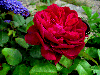 hobby_gardening: (rose)