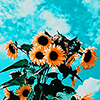 rodimus: (sunflowers)