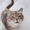 rodimus: (cat squint)
